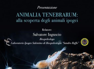 ANIMALIA TENEBRARUM